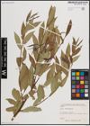 Foto von Salix excelsa S. G. Gmel.